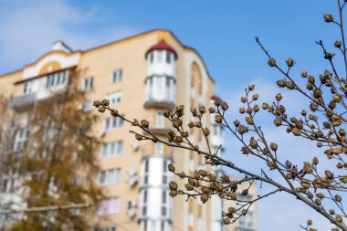 Sonbahar çalılıkları ve çok katlı sarı bir ev.