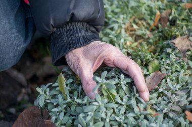 Yaşlı adam sonbahar parkında elleriyle dekoratif çimenlere dokunur.