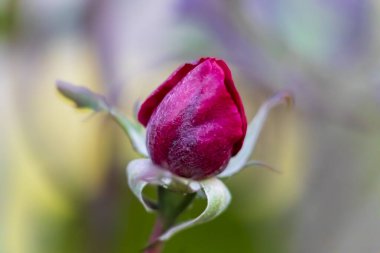 Bahçede güzel bir sonbahar gülü. Kasım 'da çiçekler