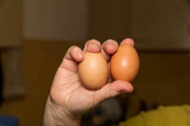 Mutfakta sarı tavuk yumurtası.