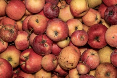 Stokta bir sürü lezzetli sonbahar elması var.