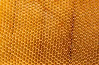 Bee frame texture for backgrounds. Frame on a piss on the farm
