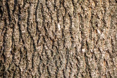 Ormandaki eski ahşap kabuk dokusu arka plan için.
