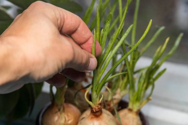 Kış yeşil soğanları mutfaktaki bir tencerede bekletiyorlar.