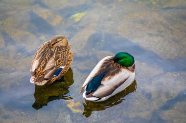 Suda uyuyan bir çift vahşi ördek. Sonbahar gölünün sularındaki kuşlar