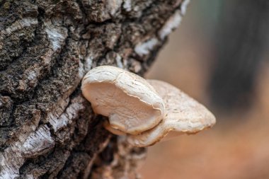 Ormandaki yaşlı bir ağacın üzerinde yok edici mantarlar. Sonbahar ormanı ve ağaçlar
