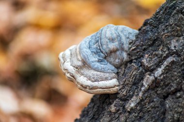 Ormandaki yaşlı bir ağacın üzerinde yok edici mantarlar. Sonbahar ormanı ve ağaçlar