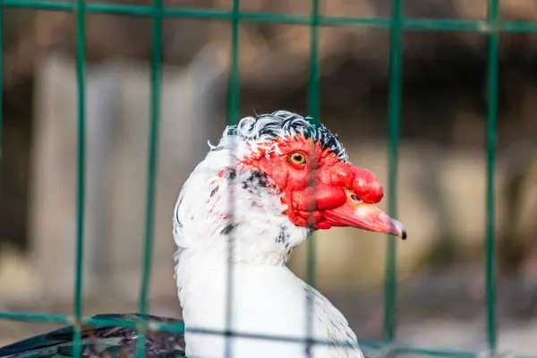Ente Mit Rotem Schnabel Und Weißen Federn Zoo — Stockfoto