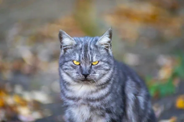 Eine Graue Katze Mit Gelben Augen Sitzt Park Auf Dem — Stockfoto