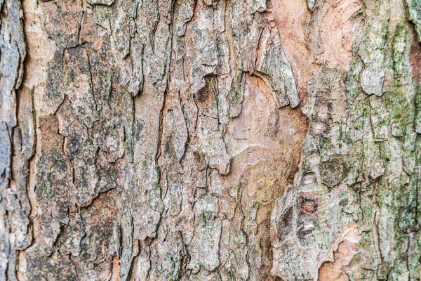 秋の森の古い木の樹皮の質感 背景とテクスチャのための樹皮 — ストック写真