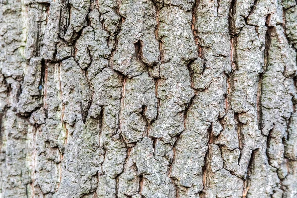 Consistenza Della Corteccia Vecchio Albero Nella Foresta Autunnale Corteccia Sfondi — Foto Stock