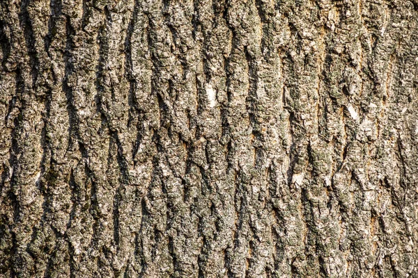 Corteccia Texture Legno Vecchio Nella Foresta Sfondi — Foto Stock