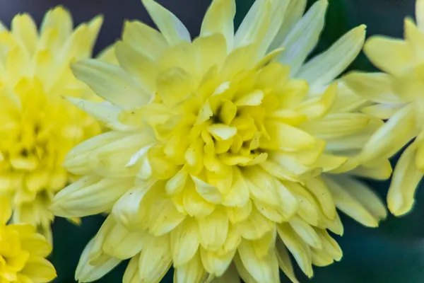 Gros Plan Une Fleur Jaune Avec Des Pétales Fleur Automne — Photo