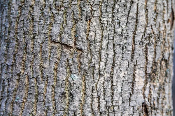 Corteccia Texture Legno Vecchio Nella Foresta Sfondi — Foto Stock