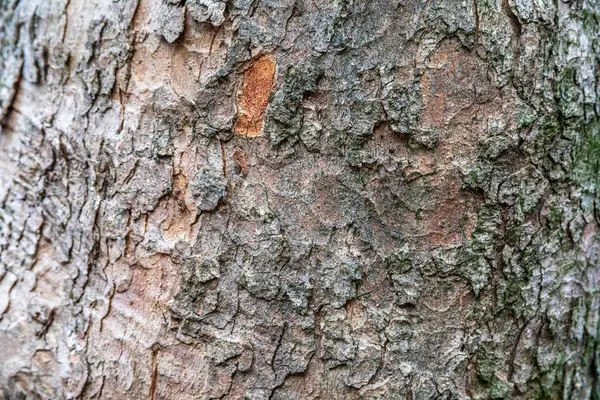 Kůra Textury Starého Dřeva Lese Pro Zázemí — Stock fotografie