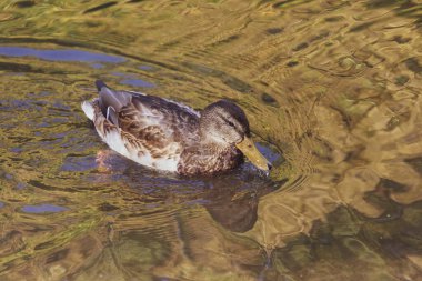 # Yaban ördeği yüzer gölette #