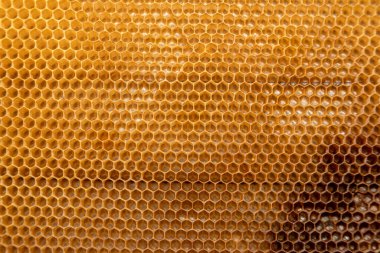 Bee frame texture for backgrounds. Frame on a piss on the farm
