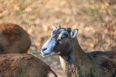 Hayvanat bahçesinde metal bir şebekenin arkasındaki keçi.