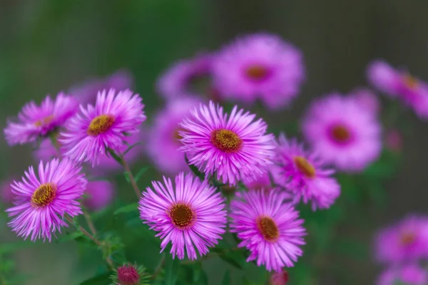 Lila Farbe Der Herbstblumen Garten — Stockfoto