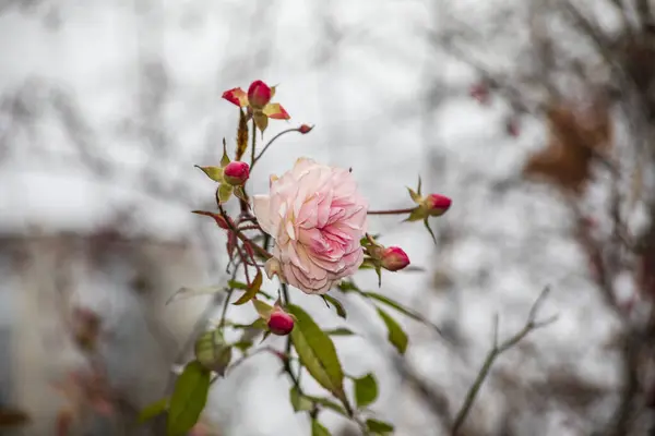 Rose Automne Rose Dans Parc Sur Lit Fleurs Fleurs Novembre — Photo