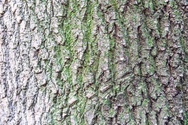 Texture Écorce Vieux Bois Dans Forêt Pour Milieux — Photo