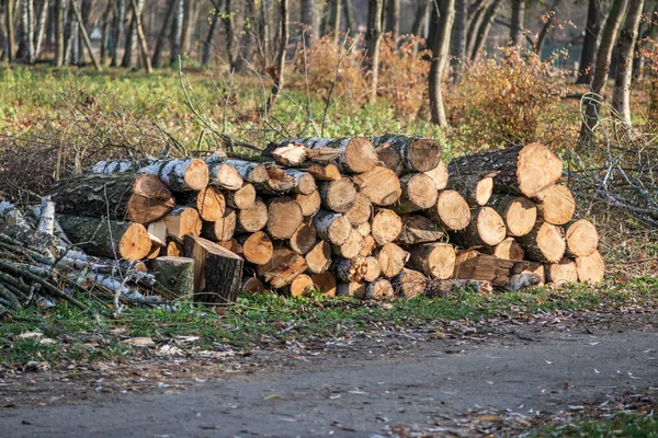 Massor Ved Hög Höstparken Sågade Träd Parken — Stockfoto