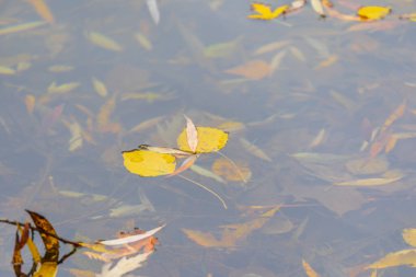 Sonbahar soğuk suyu gölette ve dalgalar Ekim 'de