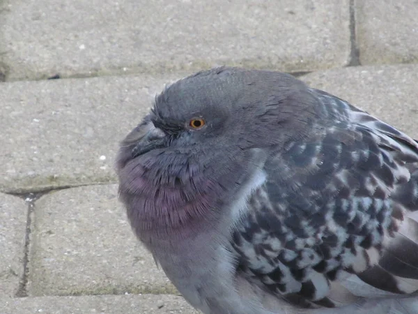 Pigeon Sauvage Avec Des Plumes Grises Est Assis Sur Trottoir — Photo