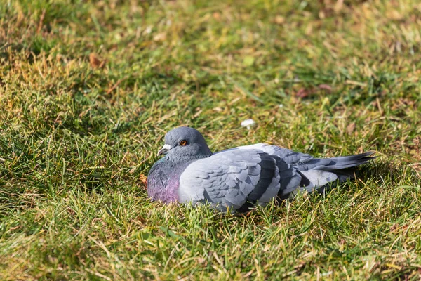 Pombo Selvagem Aquece Sol Grama — Fotografia de Stock