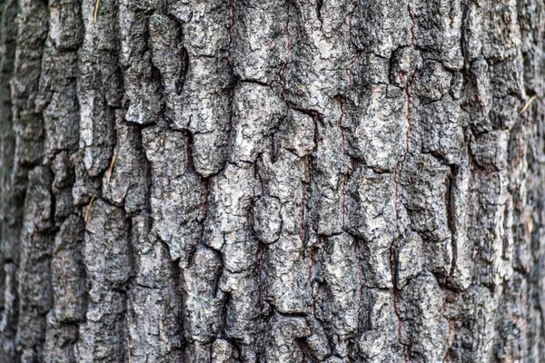 Tekstura Kory Starego Drewna Lesie Tle — Zdjęcie stockowe
