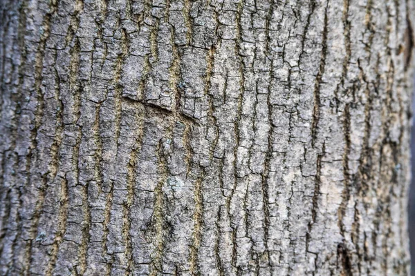 Textura Corteza Madera Vieja Bosque Para Fondos — Foto de Stock