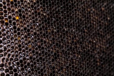 Bal için siyah arı çerçevesi dokusu. Arkaplan için bal mumu ve bal petekleri