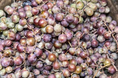 Kovadaki mavi-yeşil üzümler. Köydeki bir çiftlikten üzümler