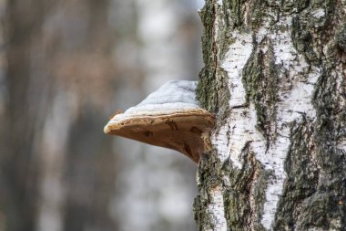 Parktaki eski sahilde yok edici mantar. Kasım 'da huş ağacı tacı