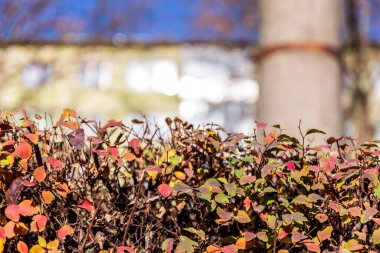Yolun yakınındaki sonbahar çalılığında yeşil kırmızı yapraklar