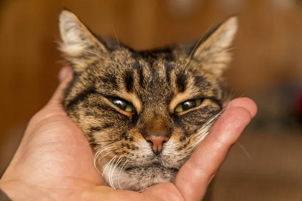 Een Man Houdt Een Tijgerkat Zijn Hand Kat Met Groene — Stockfoto