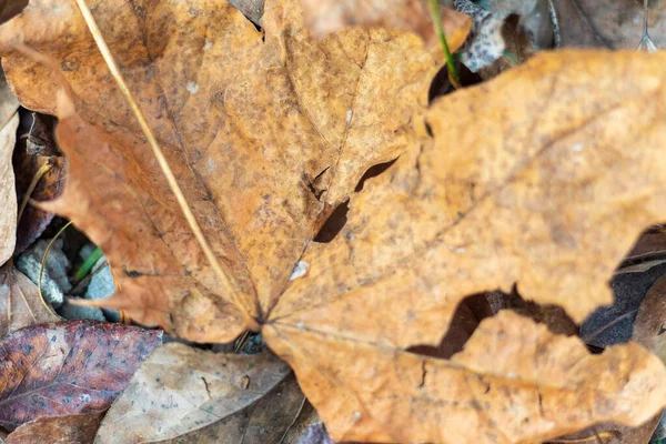 Gele Herfstbladeren Van Bomen Het Park — Stockfoto