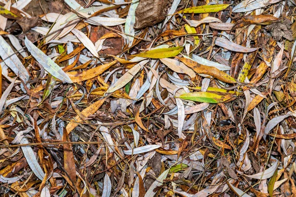 池の水に黄色の白い葉 公園内の紅葉 — ストック写真