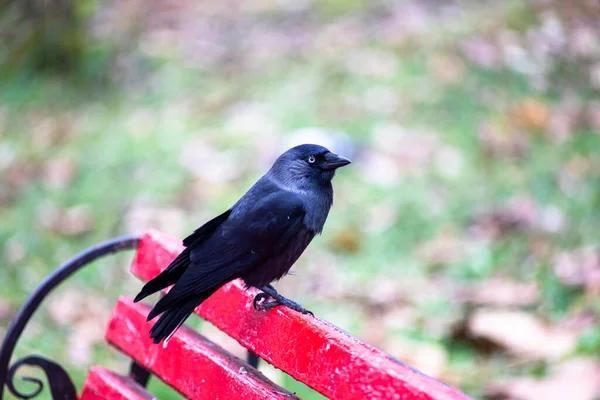 Black Jackdaw Sedí Červené Lavičce Parku — Stock fotografie