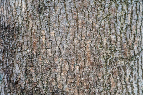 Schors Textuur Van Oud Hout Het Bos Voor Achtergronden — Stockfoto