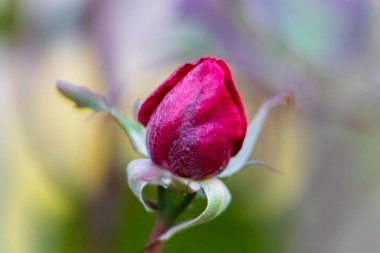 Bahçede güzel bir sonbahar gülü. Kasım 'da çiçekler