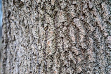 Ormandaki eski ahşap kabuk dokusu arka plan için.