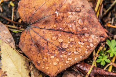 Çiy damlalı sarı yaprakların yakın plan çekimi.