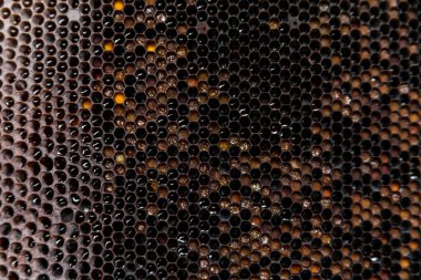 Bal için siyah arı çerçevesi dokusu. Arkaplan için bal mumu ve bal petekleri