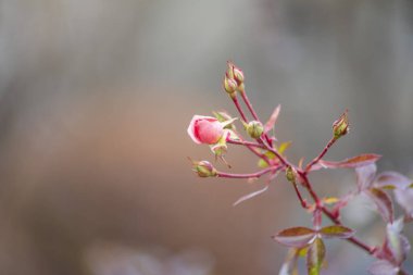Güzel pembe sonbahar gülü Kasım 'da