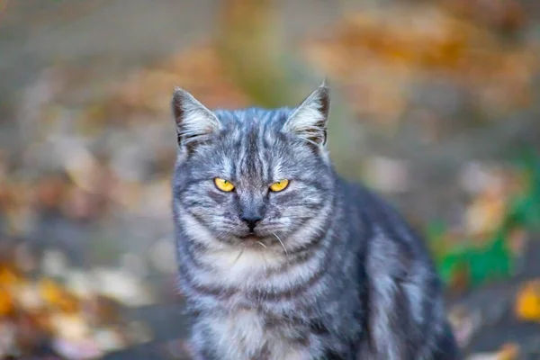 Eine Graue Katze Mit Gelben Augen Sitzt Park Auf Dem — Stockfoto