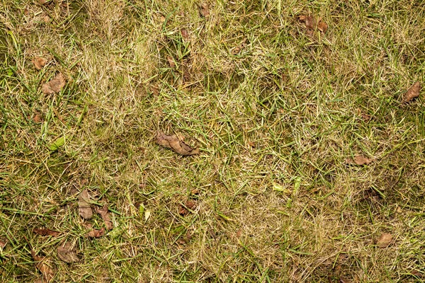 Texture Herbe Vert Jaune Automne Dans Jardin Ferme — Photo