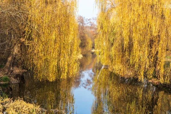 Sarı Söğüt Yaprakları Nehrin Üzerinde Parkta — Stok fotoğraf