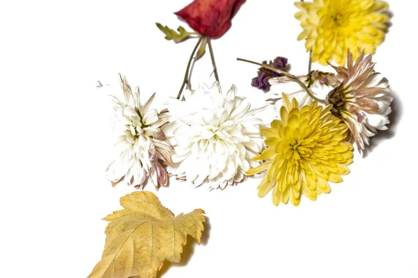 Flores Amarillas Blancas Con Hojas Sobre Fondo Blanco —  Fotos de Stock