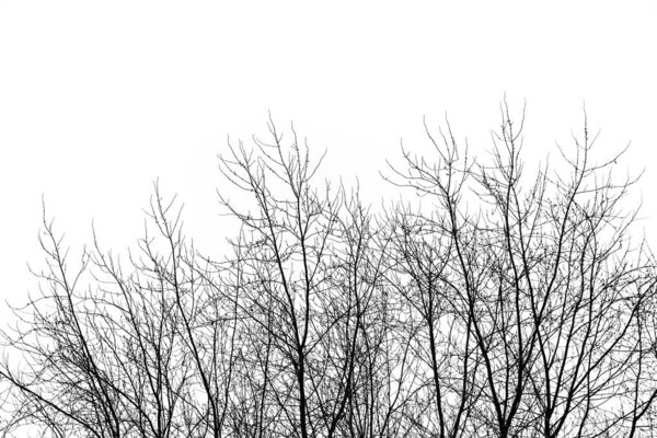 Black tree branches without leaves on a white background